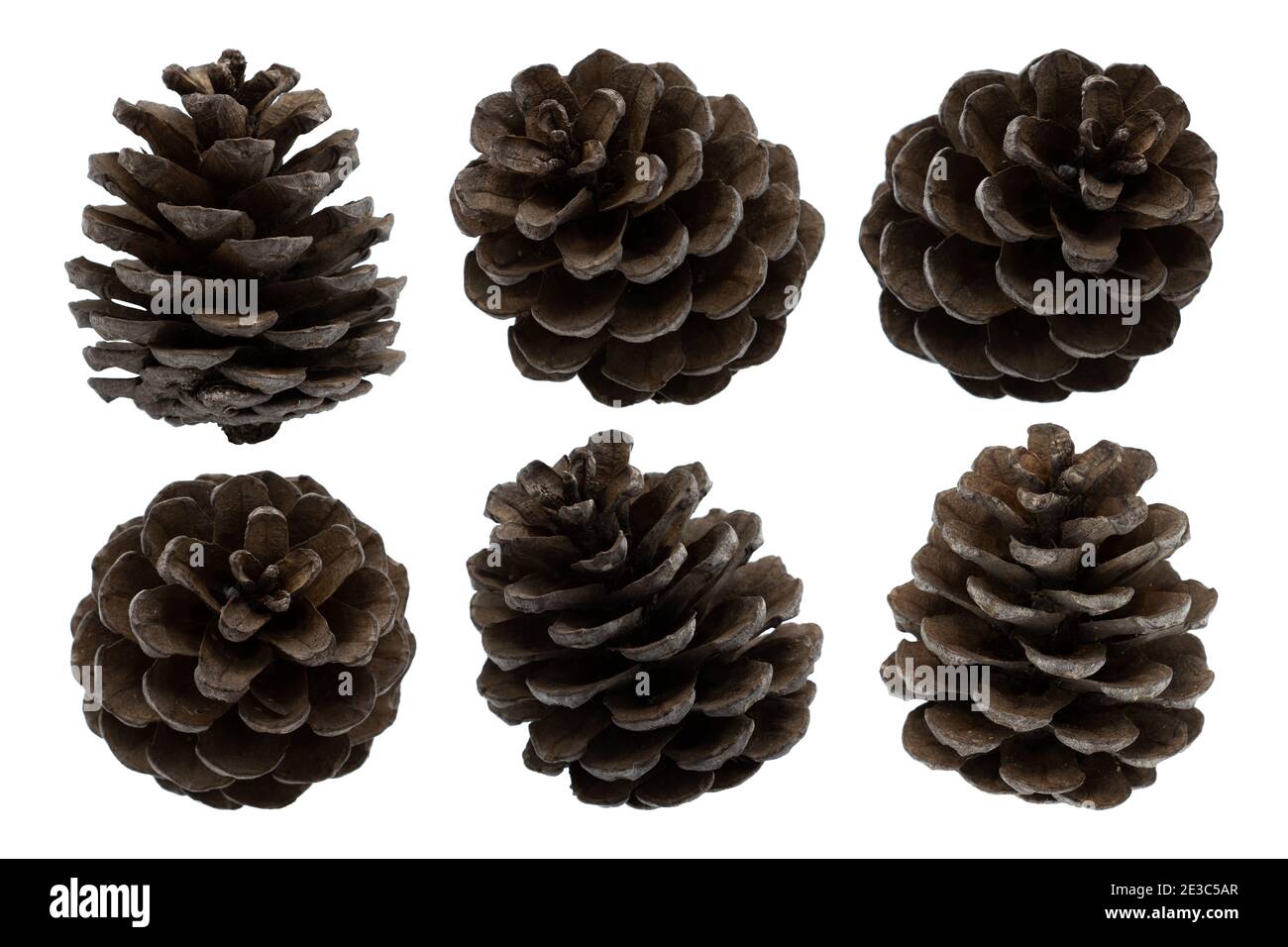 Pine cones isolated on white background Stock Photo - Alamy
