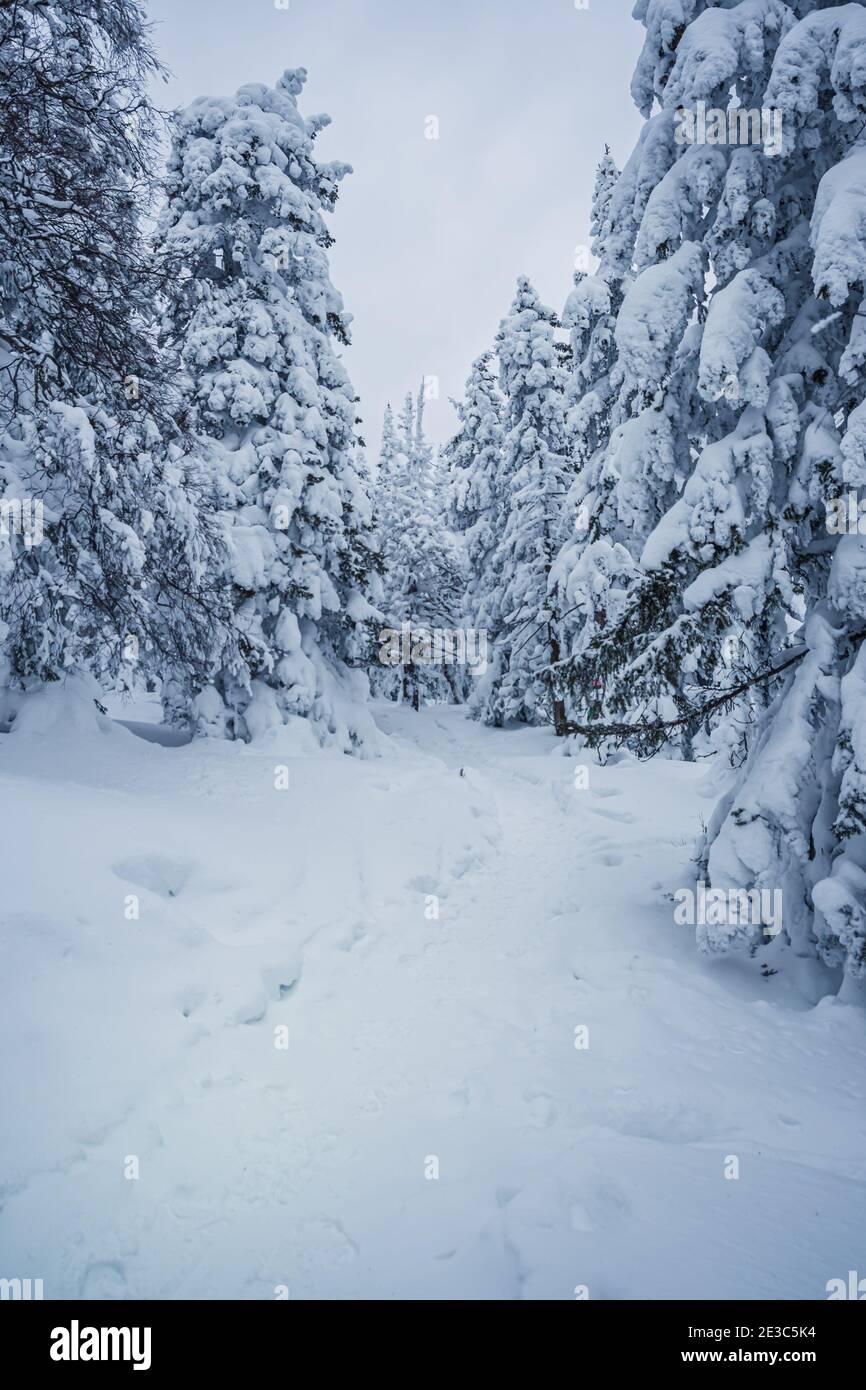 Narrow path in amazing forest hi-res stock photography and images - Alamy