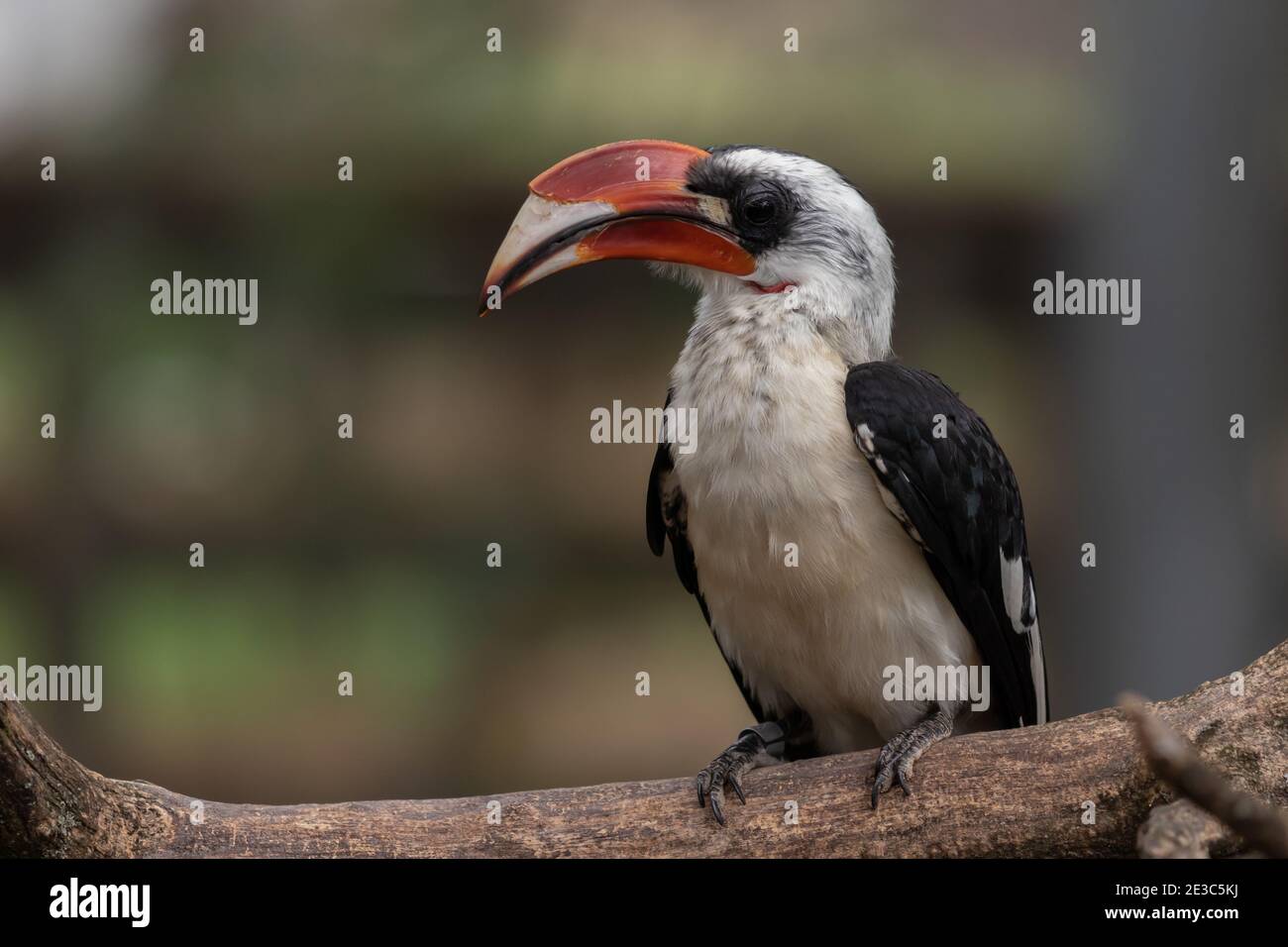 hornbill perched on a tree limb Stock Photo