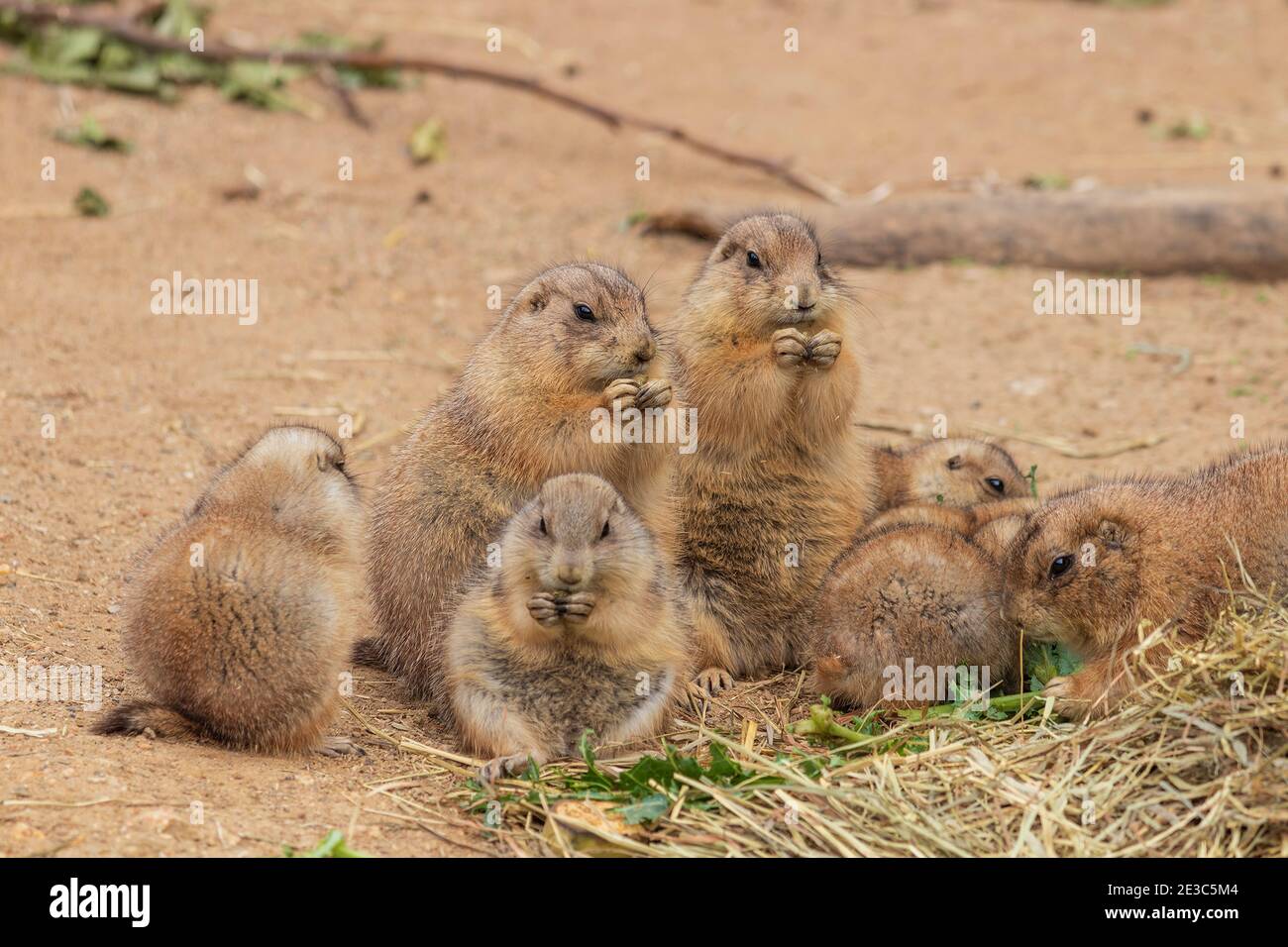 family of prairie dogs eating breakfast Stock Photo Alamy