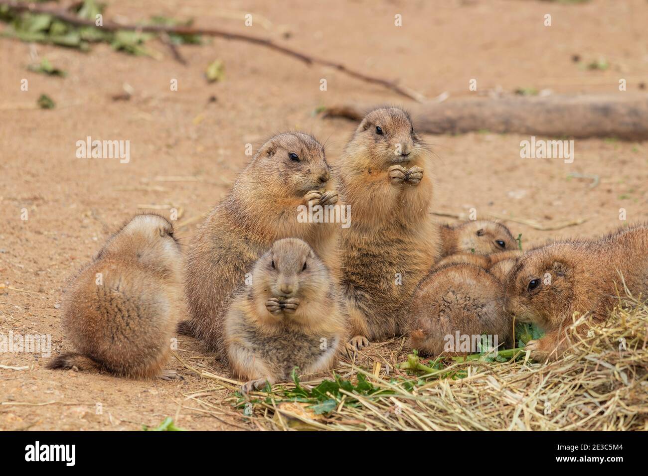 family of prairie dogs eating breakfast Stock Photo