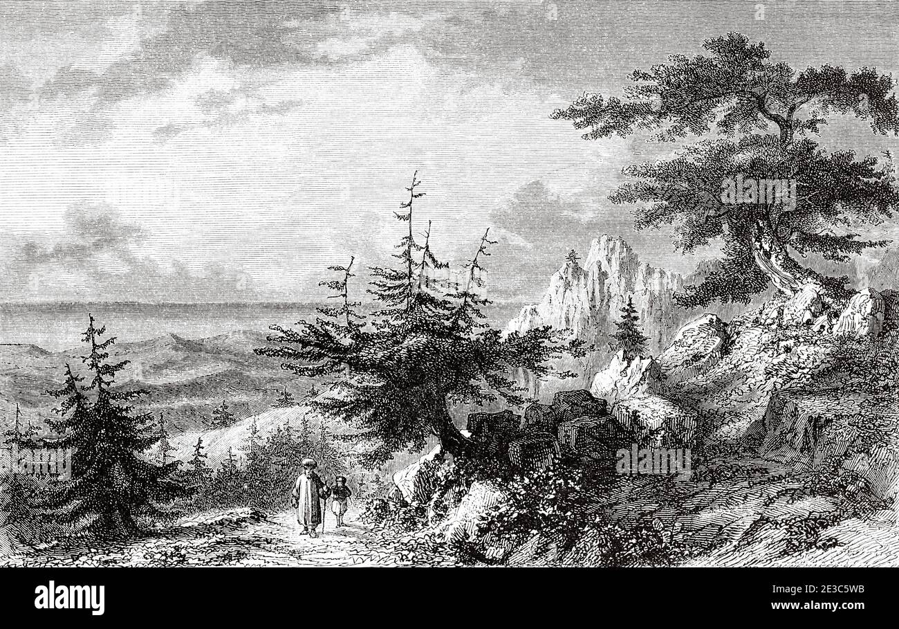 The cedars of Lebanon. Old 19th century engraved illustration Travel to Jerusalem by Alphonse de Lamartine from El Mundo en La Mano 1879 Stock Photo