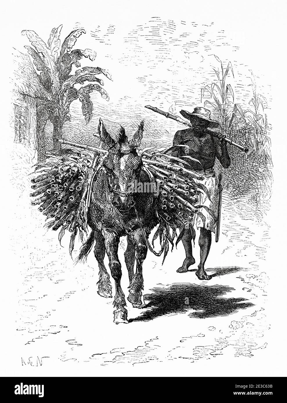 Sugar cane seller, Colombia. Old 19th century engraved illustration. Travel to New Granada by Charles Saffray from El Mundo en La Mano 1879 Stock Photo