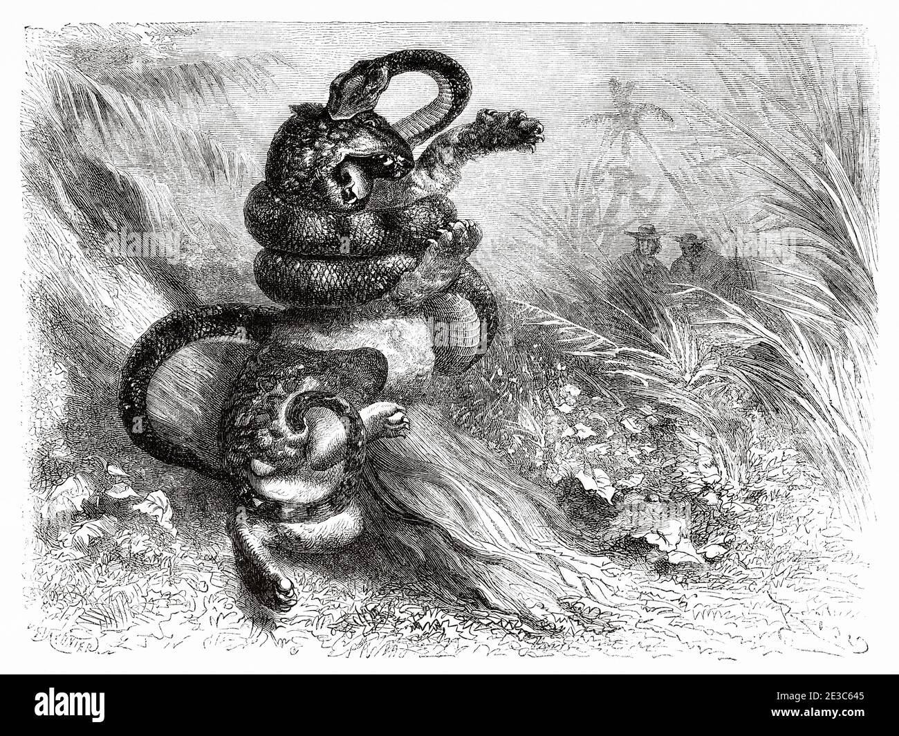 Fighting between a boa and a jaguar, Colombia. Old 19th century engraved illustration. Travel to New Granada by Charles Saffray from El Mundo en La Mano 1879 Stock Photo