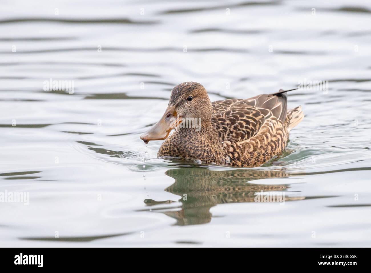 Female Northern Shoveler duck (also called a hen) on a lake, England