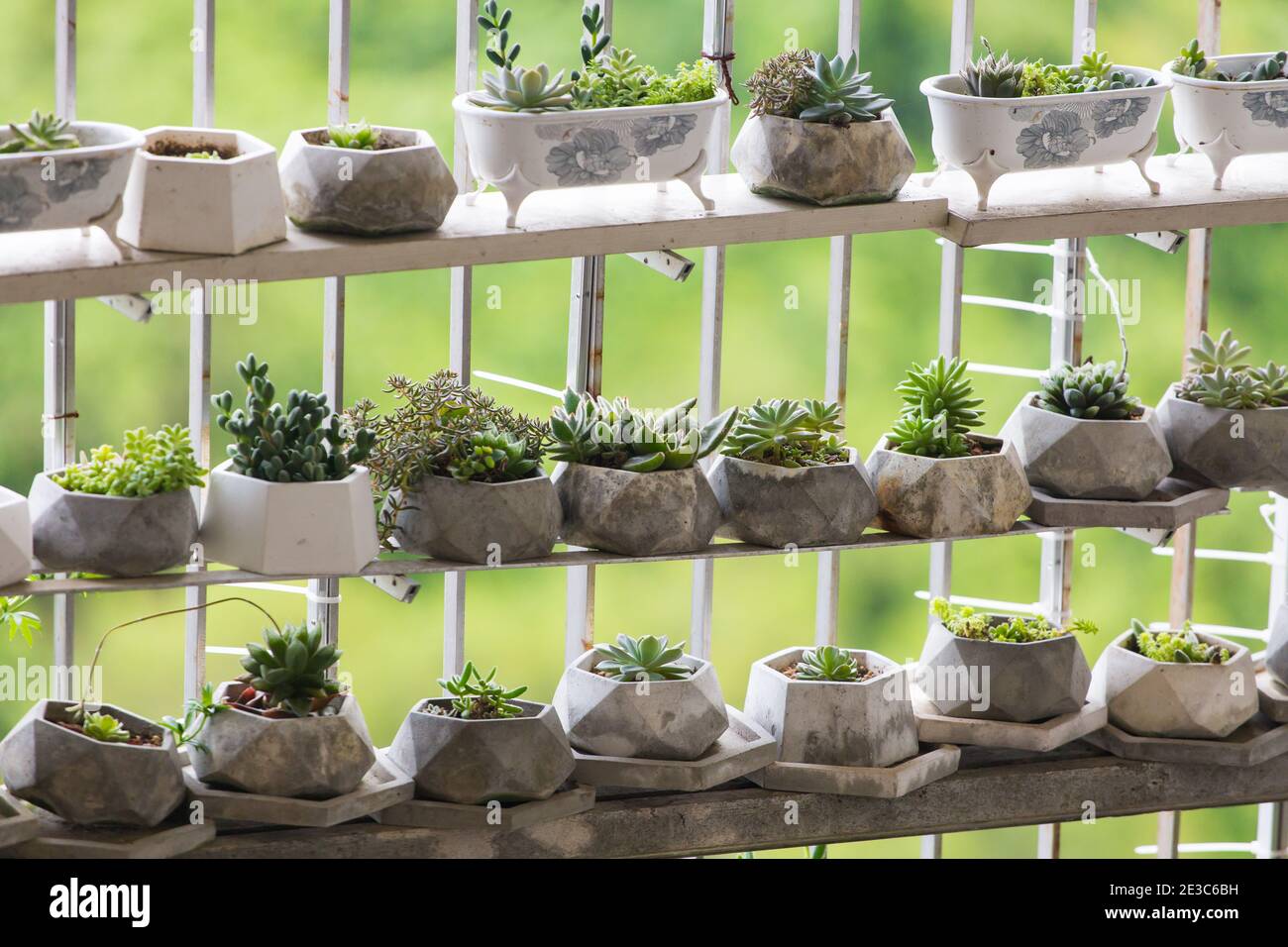 Succulent plants planted along the corridor balconies for recreation purpose. Singapore. Stock Photo