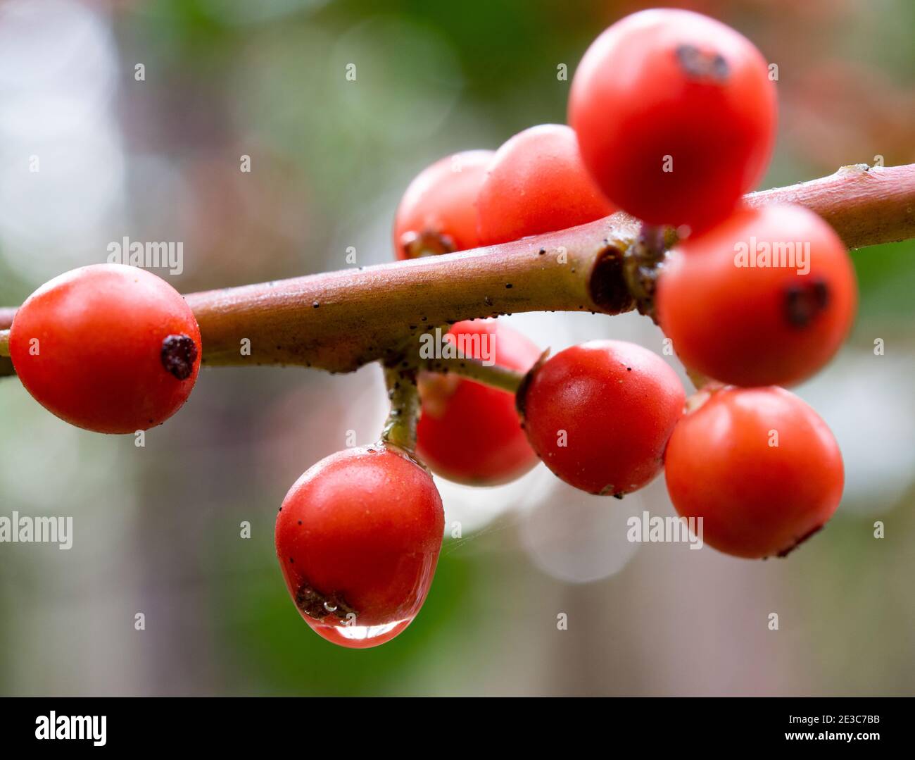 Holly berries; Ilex aquifolium,close up macro shot Stock Photo