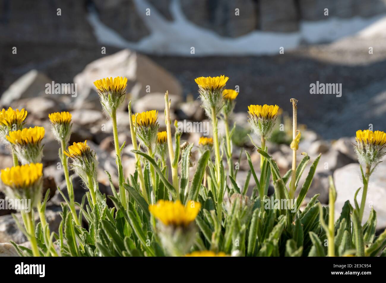 Looking Over Desert Marigold Flowers in Nevada Mountains in Great Basin National Park Stock Photo