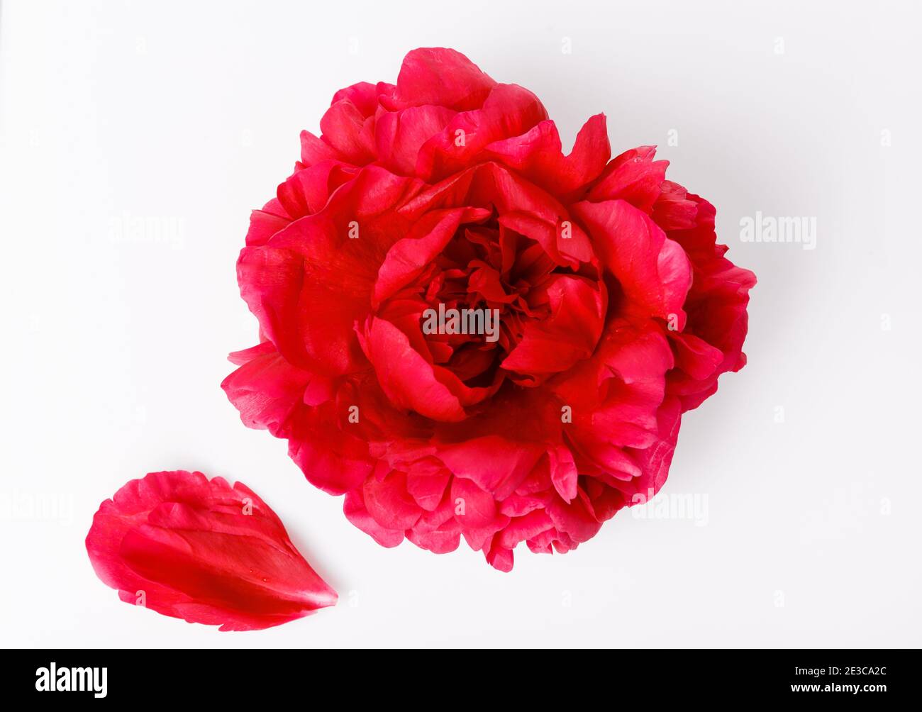 Pink peony flower isolated on white background Stock Photo - Alamy