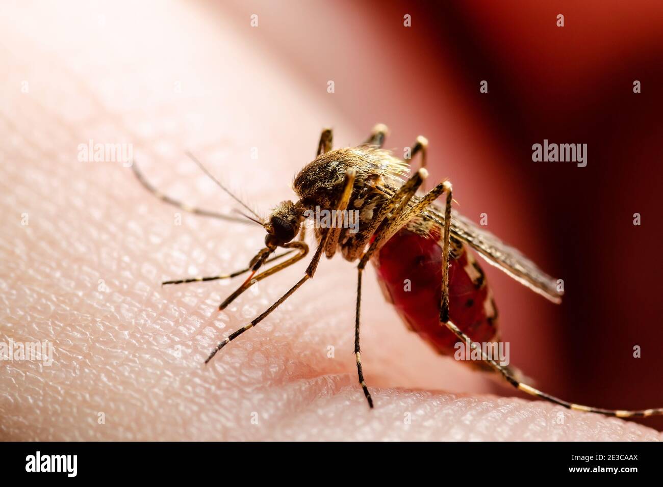 Dangerous Malaria Infected Culex Mosquito Bite, Leishmaniasis, Encephalitis, Yellow Fever, Dengue, Mayaro Disease, Zika, EEEV or EEE Virus Infectious Stock Photo