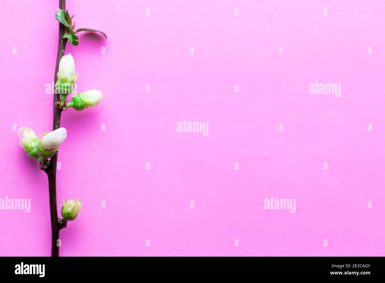 Spring apple blossom on a pastel background. Selective focus. Copy space. Stock Photo