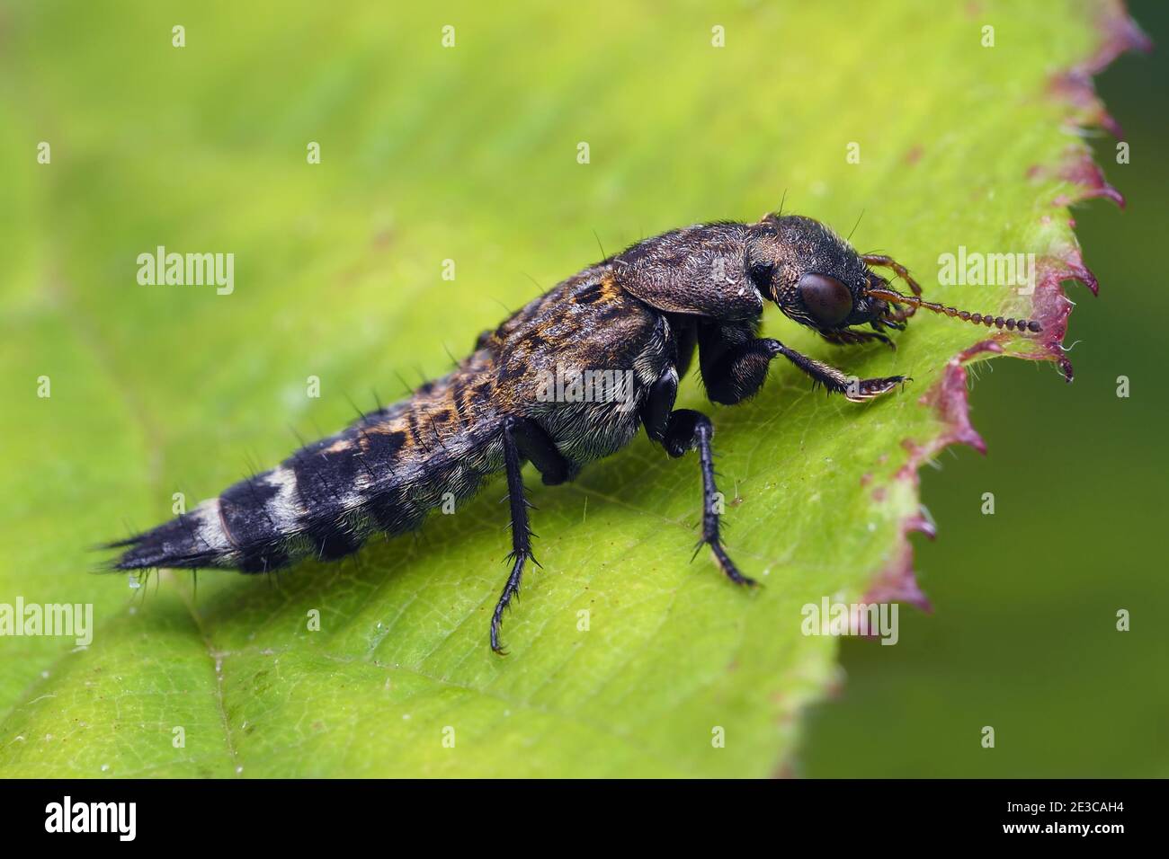 Ontholestes murinus rove beetle at rest on plant leaf. Tipperary, Ireland Stock Photo