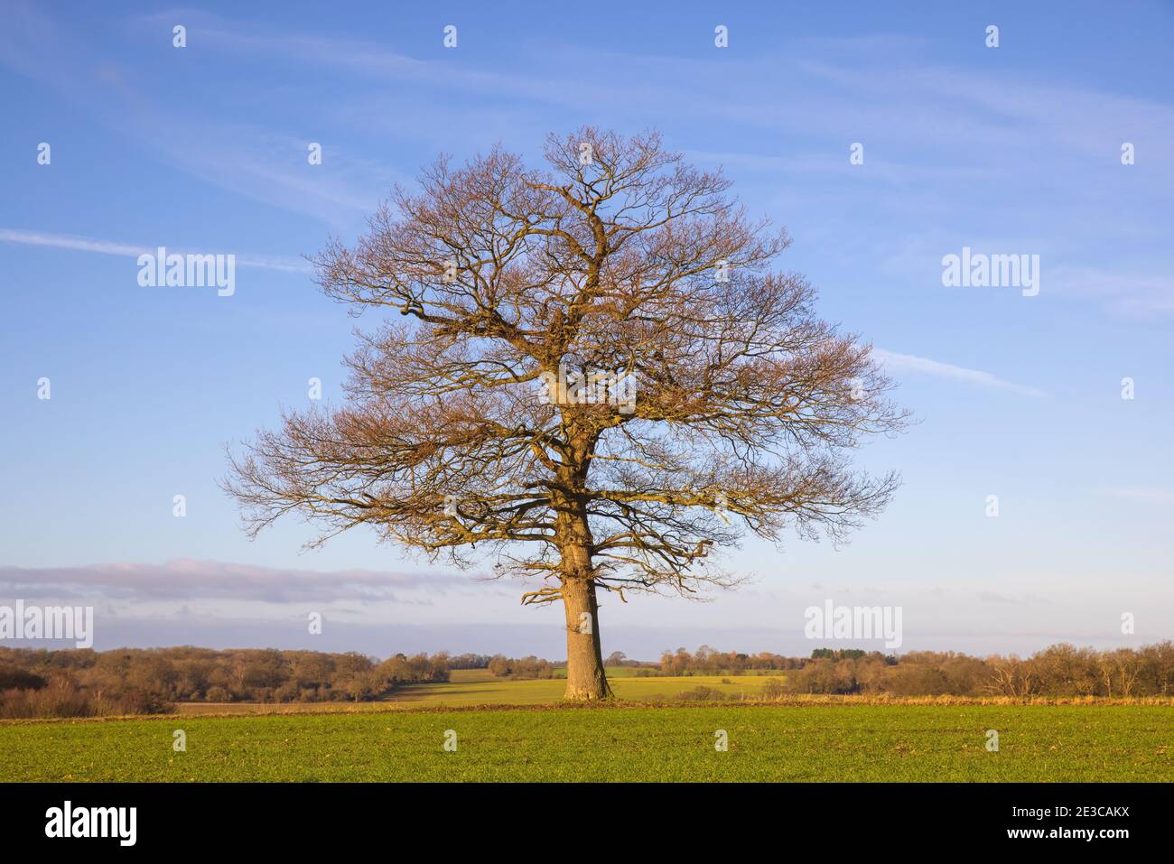 Solitary oak tree in a field winter on a cold sunny day with a blue sky. Much Hadham, Hertfordshire, UK. Stock Photo