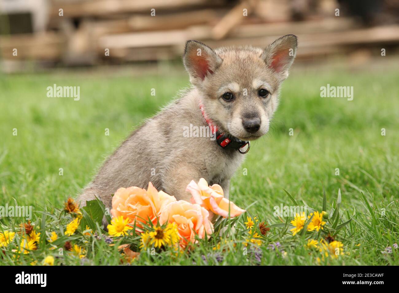 Portrait of Saarloos Wolfhound puppy with flower Stock Photo