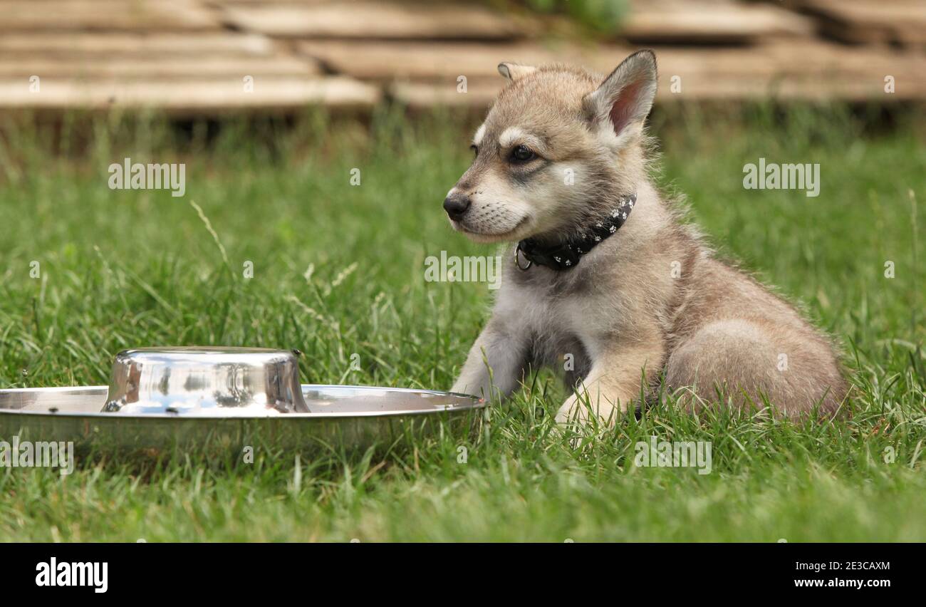 Resting Wolf Hi-Res Stock Photography And Images - Page 19 - Alamy
