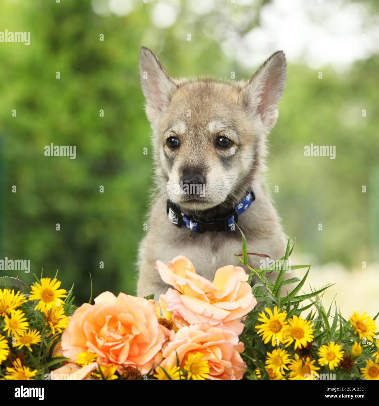 Resting Wolf Hi-Res Stock Photography And Images - Page 19 - Alamy