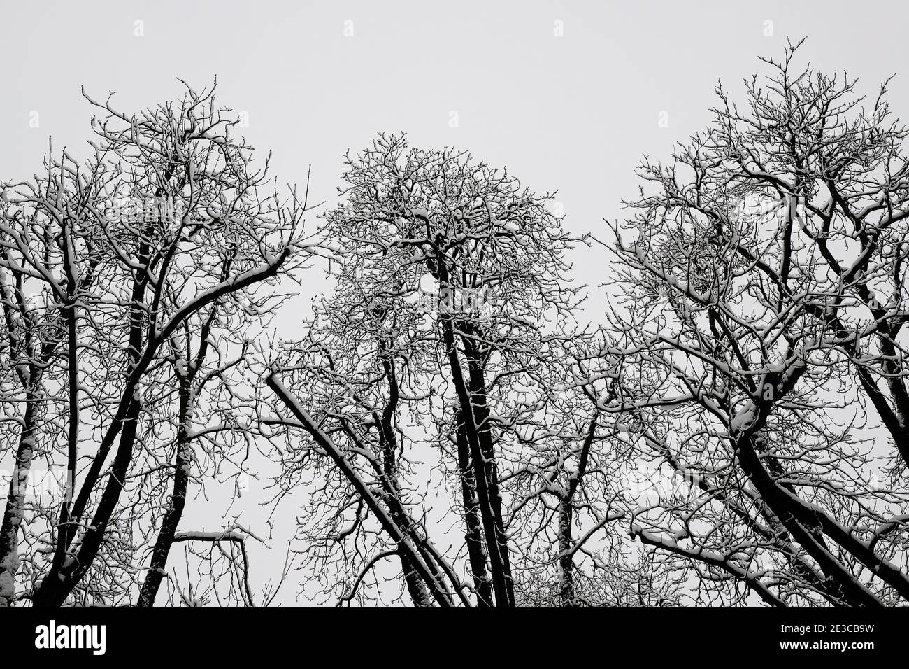 Snow, trees, Kannenfeld park, Basel, Switzerland Stock Photo