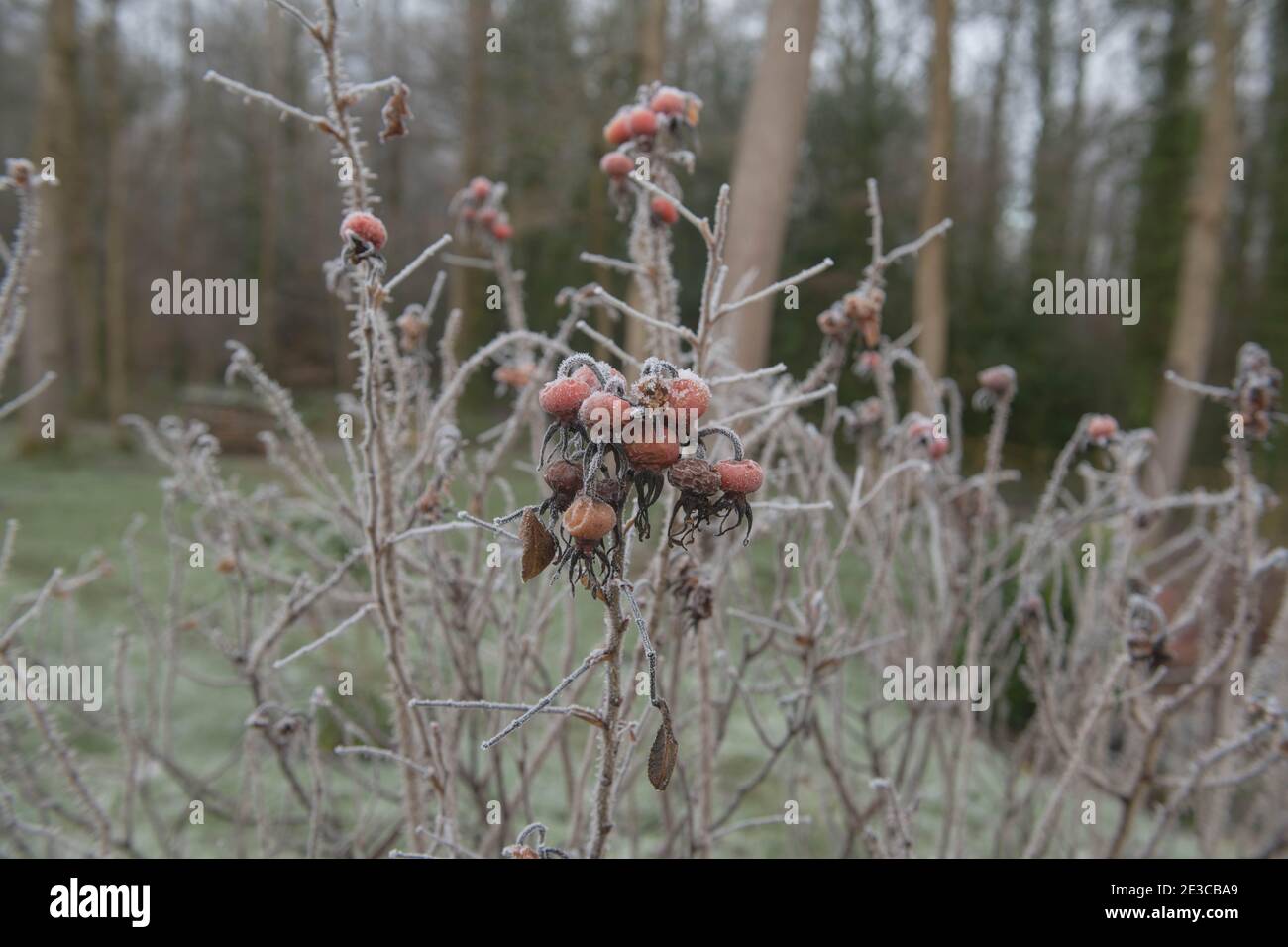 Winter Frost on the Rosehips of a Red Japanese Rose Shrub (Rosa rugosa 'Rubra') Growing in a Garden in Rural Devon, England, UK Stock Photo
