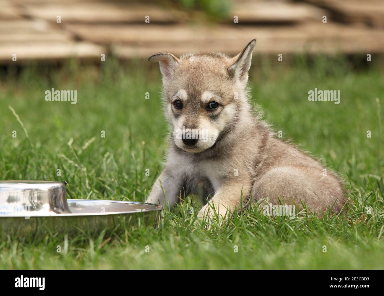 Saarloos wolf dogs hi-res stock photography and images - Alamy, image size:1300x1005