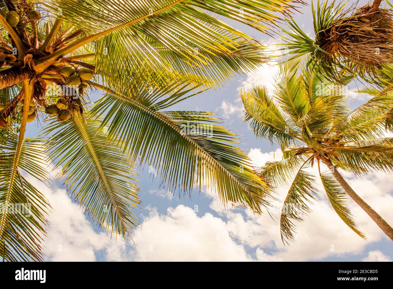 Palm trees in the tropical breeze of the Île des Pins, New Caledonia, Oceania Stock Photo