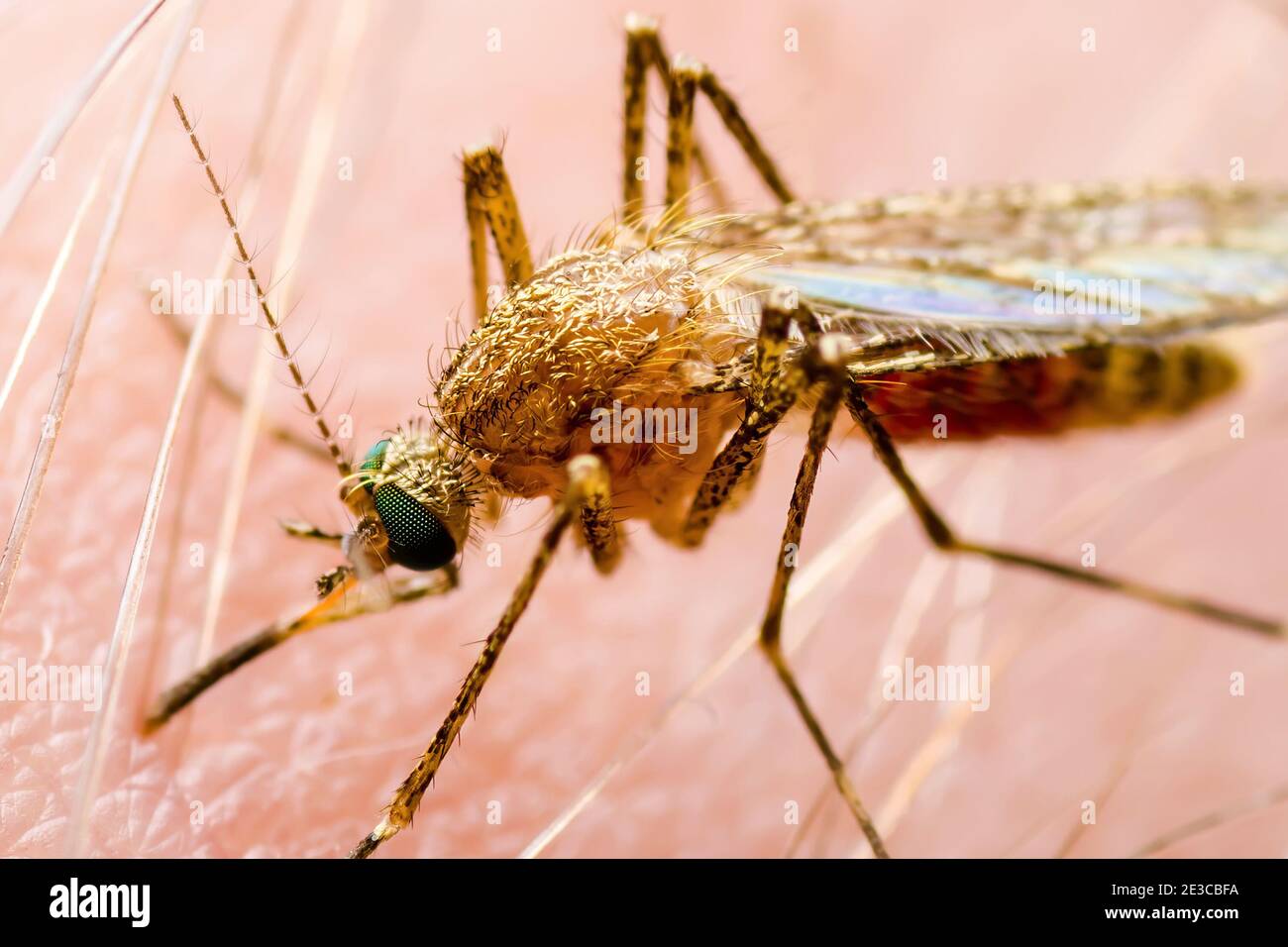Encephalitis, Yellow Fever, Malaria Disease, Mayaro or Zika Virus Infected Culex Mosquito Parasite Insect on Skin Macro Stock Photo