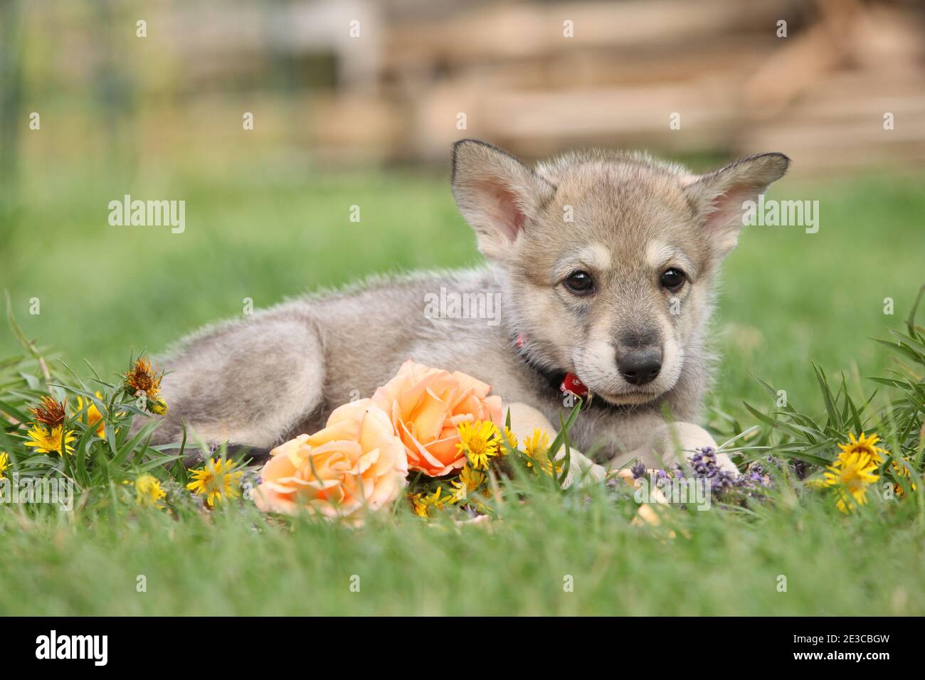 Portrait of Saarloos Wolfhound puppy with flower Stock Photo