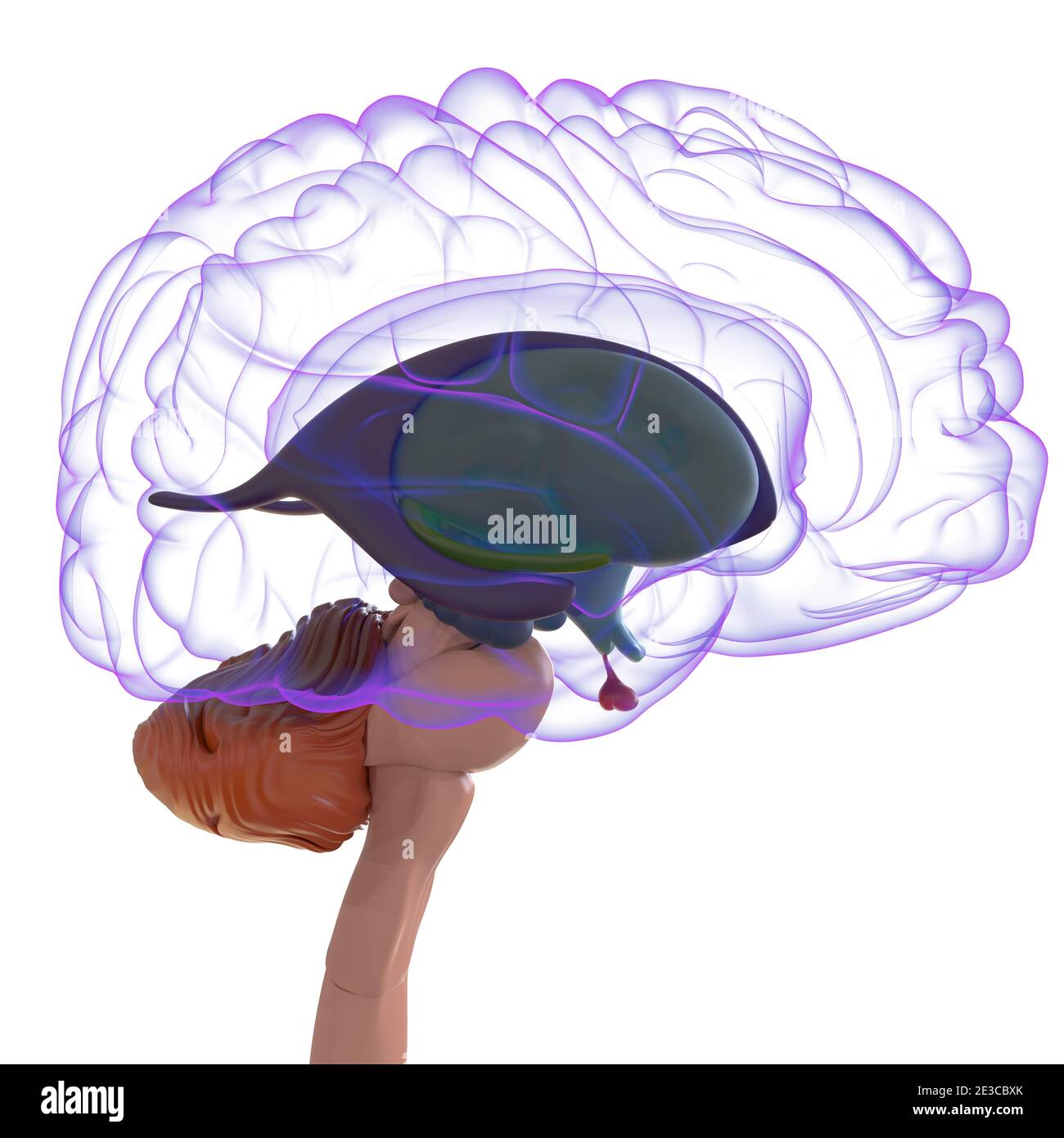 Human Brain Anatomy For Medical Concept 3D Illustration Stock Photo - Alamy