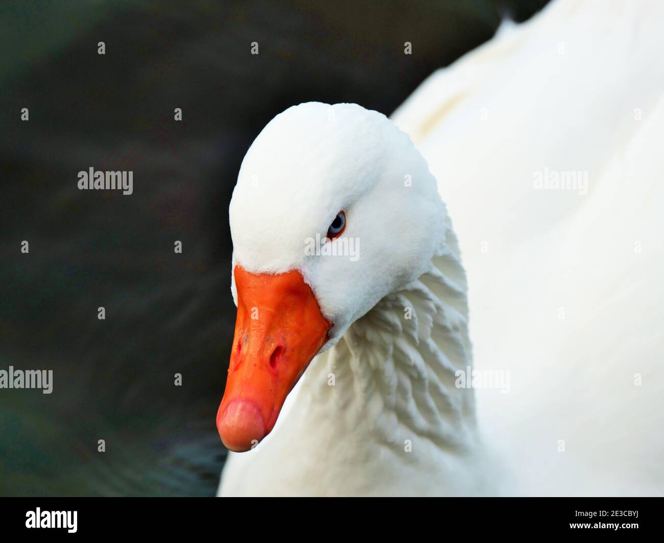 White Embden goose gander Stock Photo Alamy