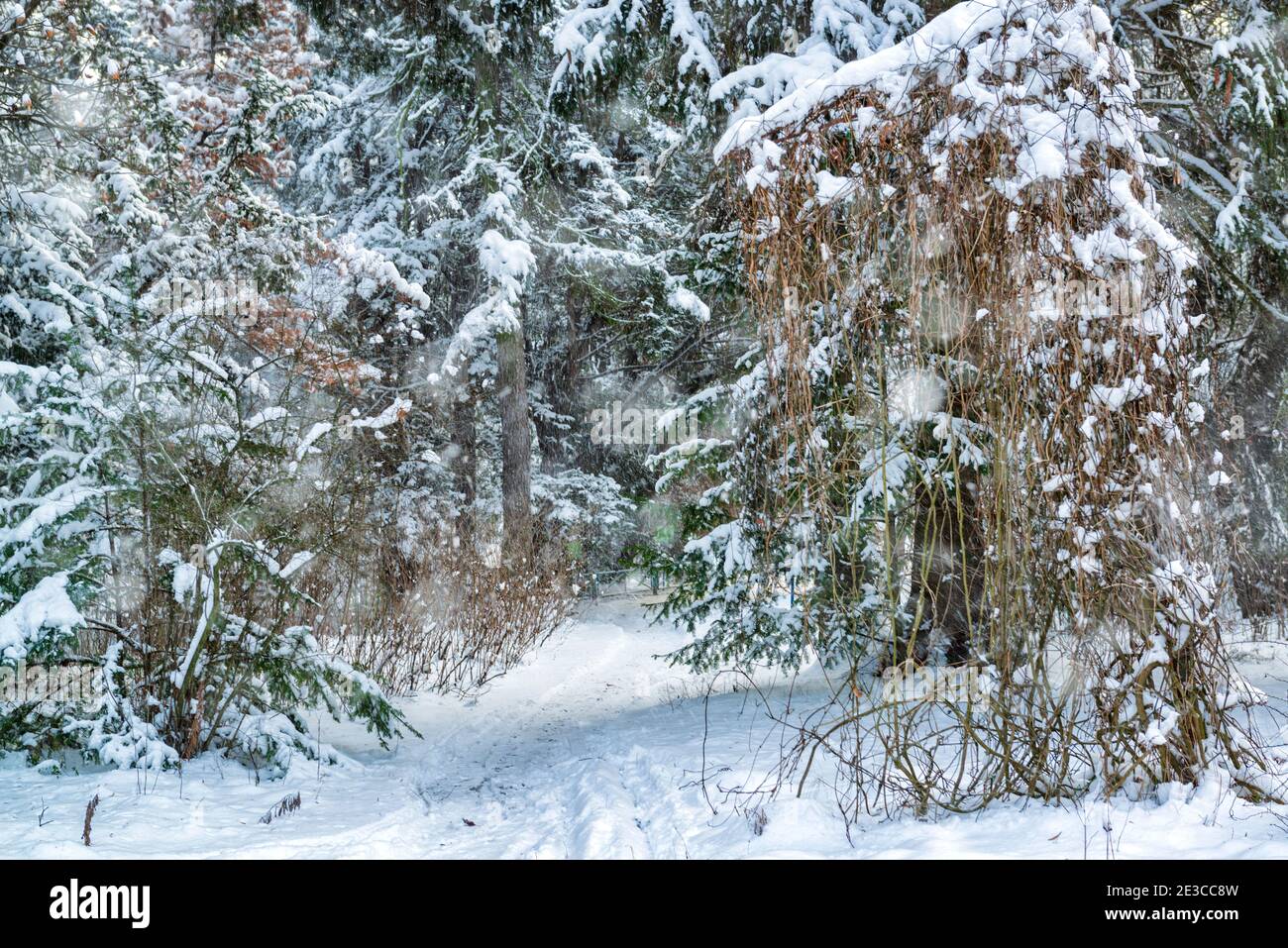 Fir tree in heavy snowfall hi-res stock photography and images - Alamy
