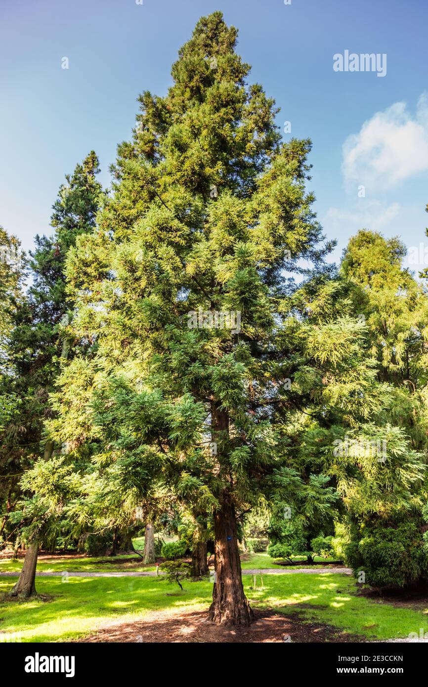 Sollitaire Japanese cedar, Cryptomeria japonica  lobbii, in a garden Stock Photo