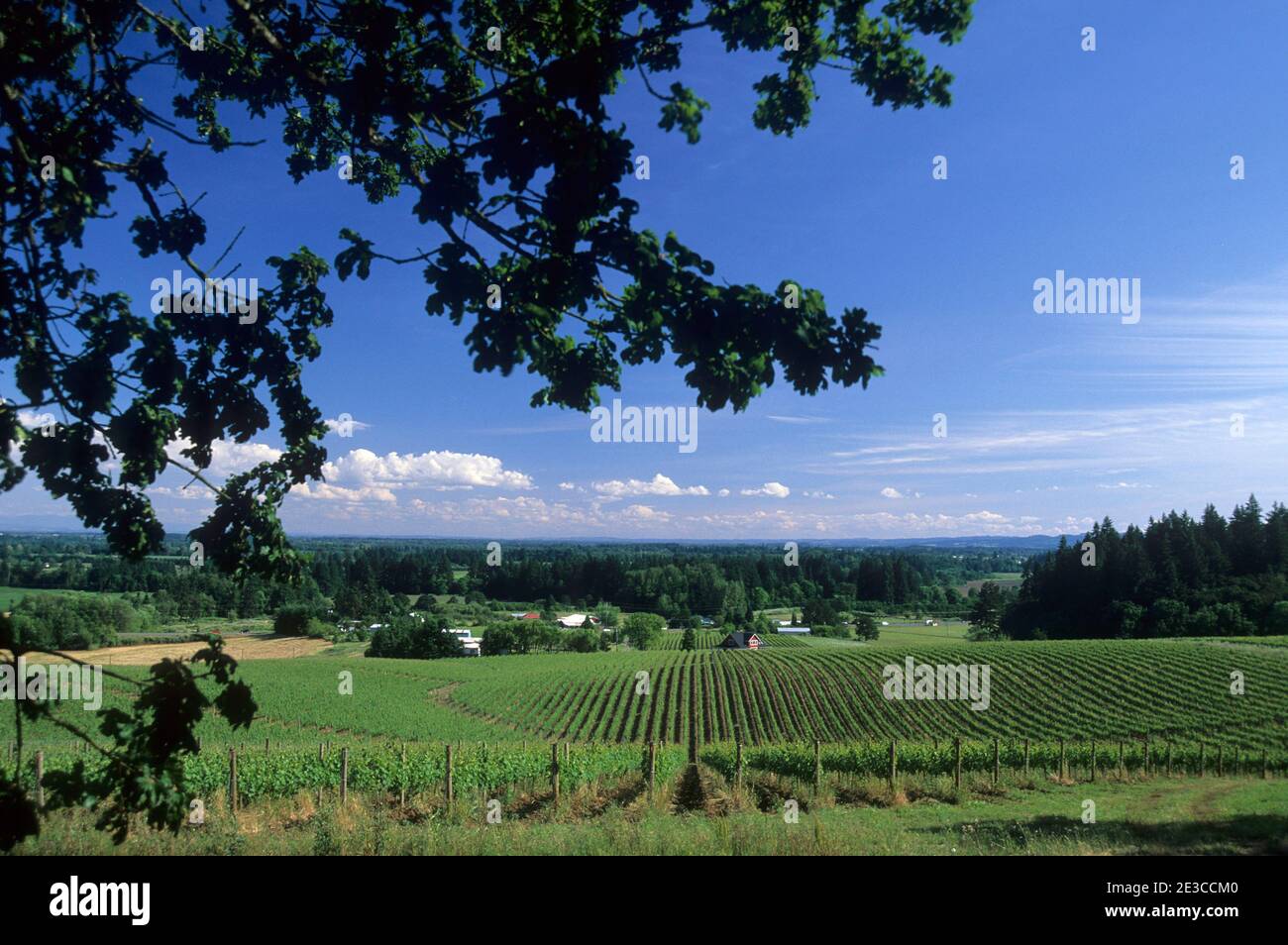 Sokol Blosser Winery vineyard, Yamhill County, Oregon Stock Photo Alamy