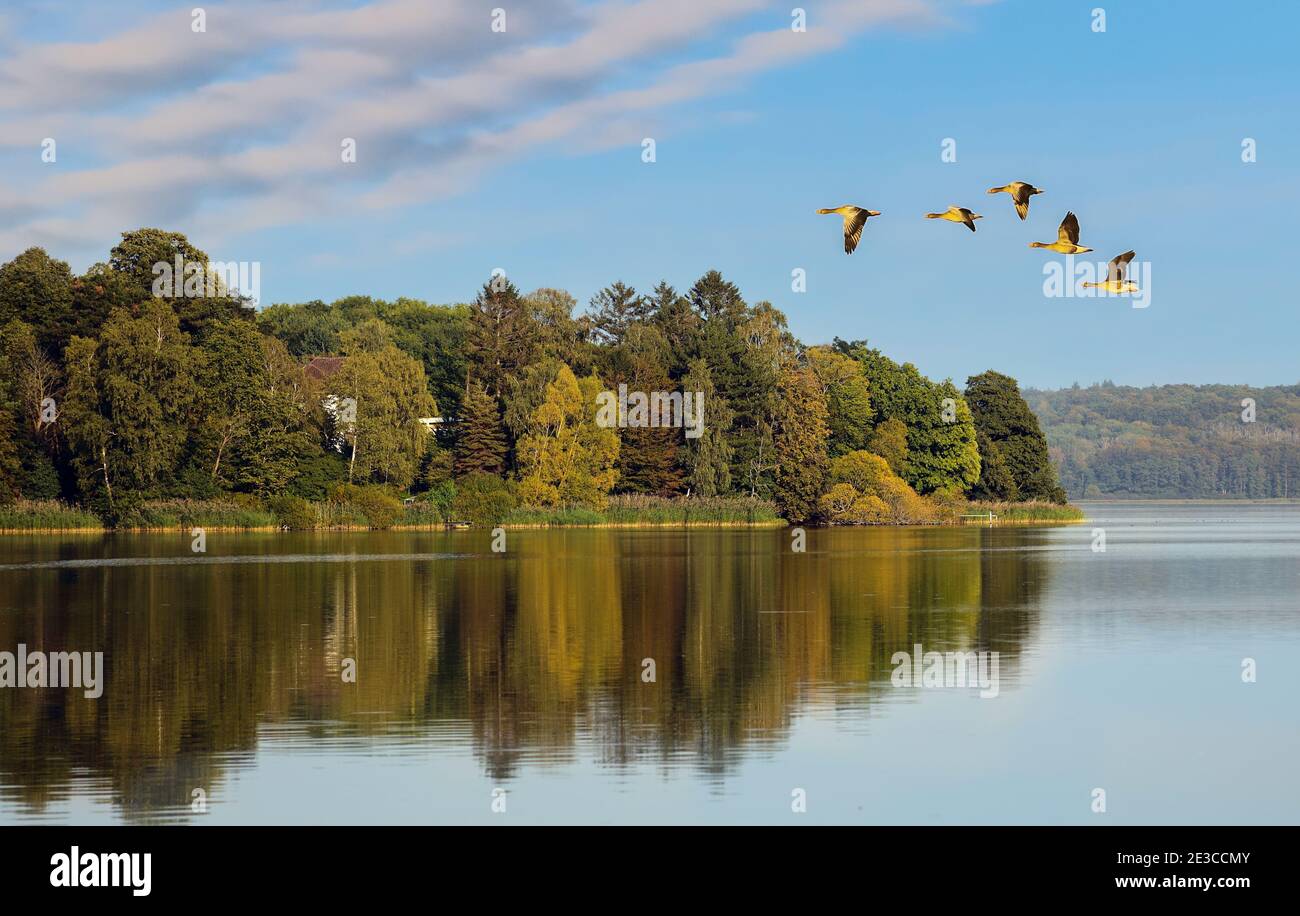 The five gray geese flew over the Kellersee shortly before the beginning of autumn. Stock Photo