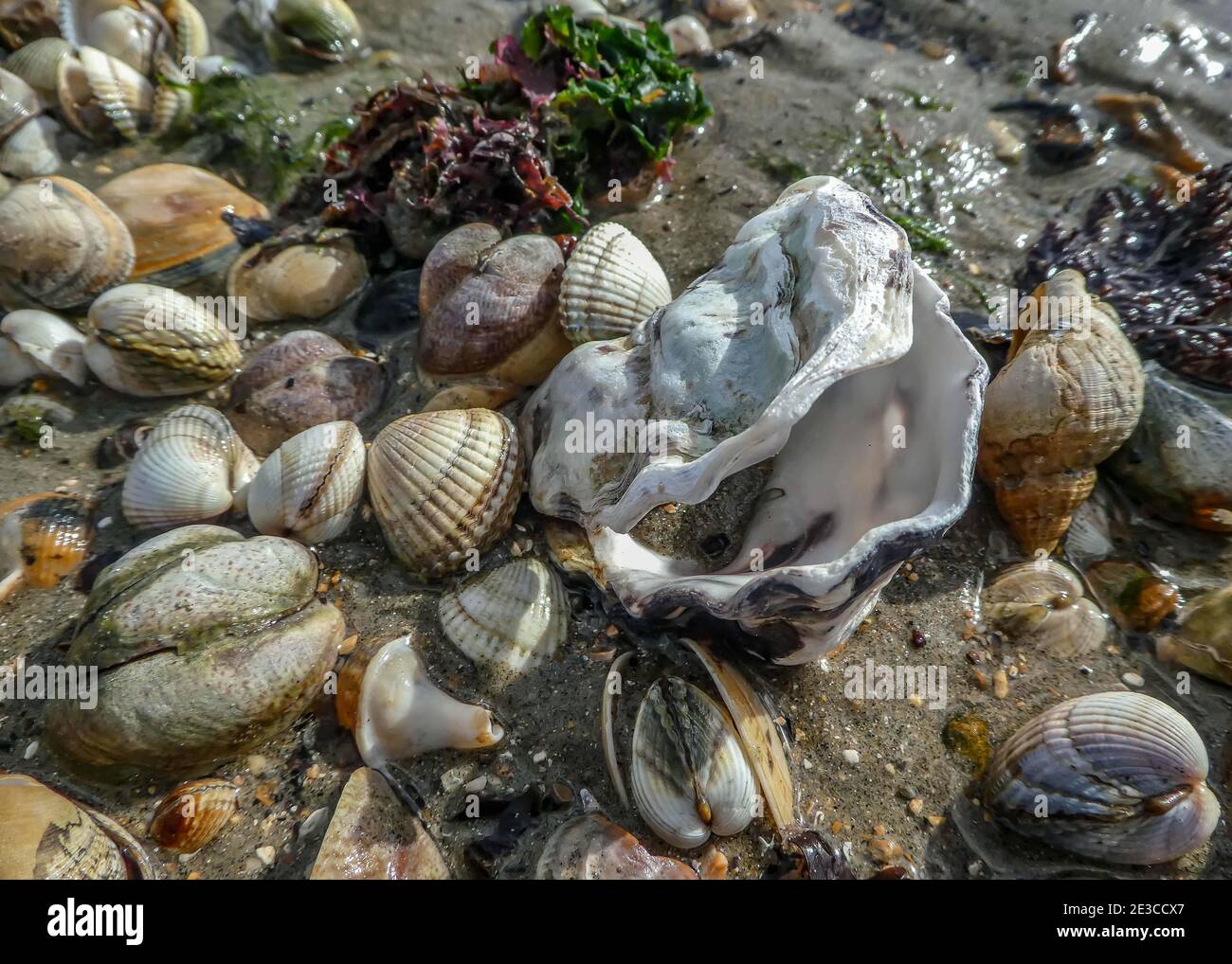 oyster shell on the beach Stock Photo