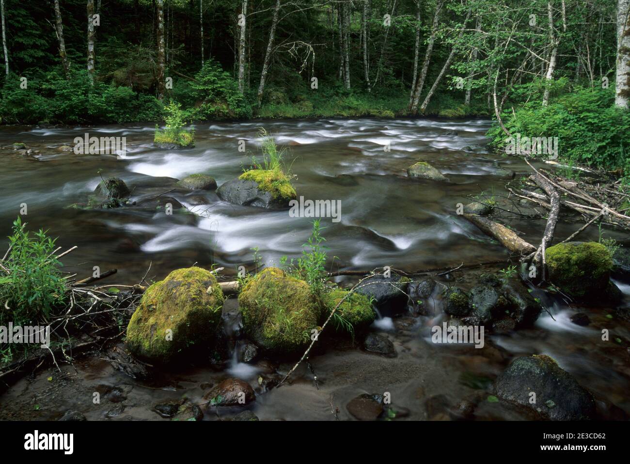 Zigzag River, Mt Hood National Forest, Oregon Stock Photo Alamy