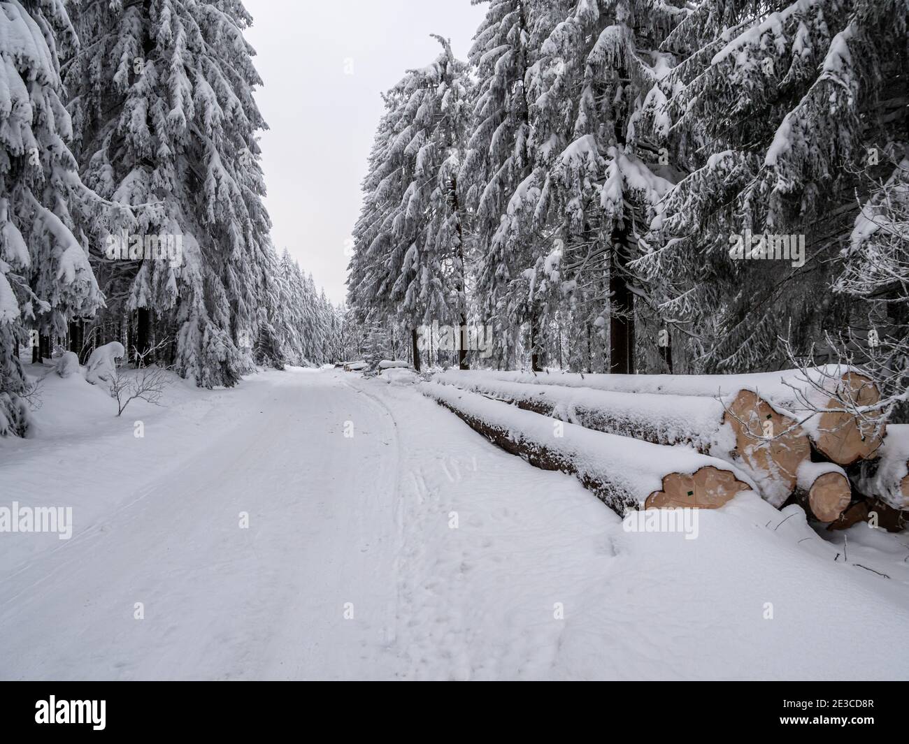 wintry forest with tree trunks in Vogtland Stock Photo