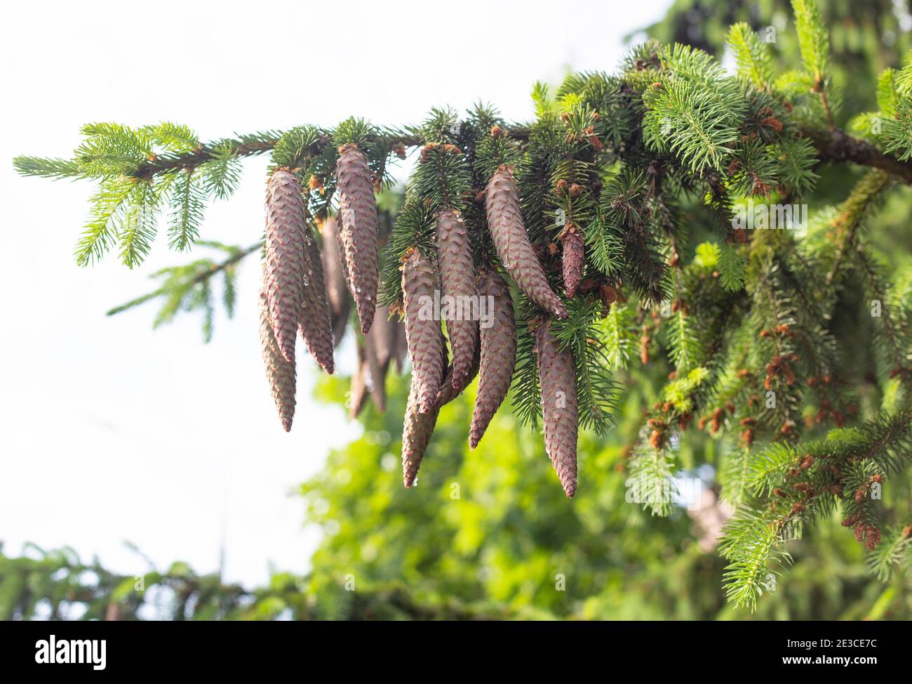 Beautiful large oblong cones on a coniferous taiga tree. Wild nature, healing tree in alternative medicine, background Stock Photo