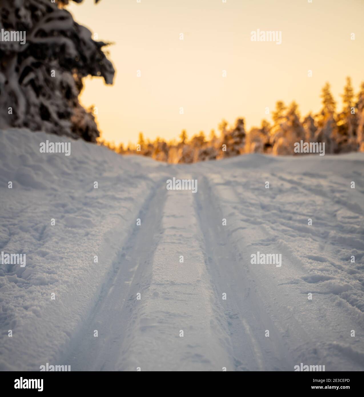 Cross country skiing track running through an arctic forest in the winter. Stock Photo