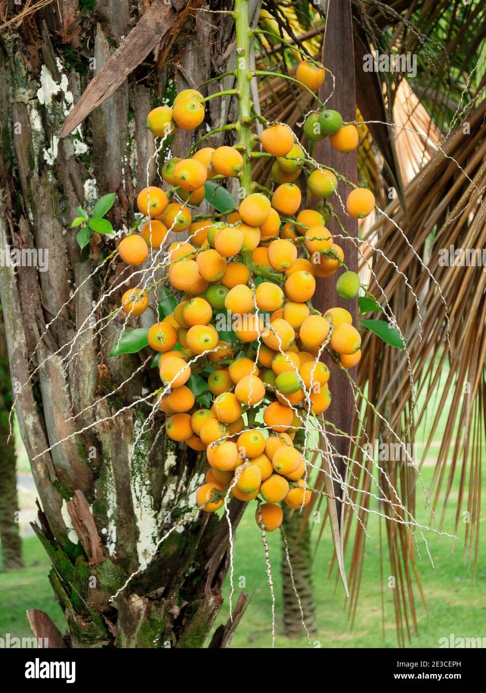Fruits of the Butia palm in Rio de Janeiro Stock Photo