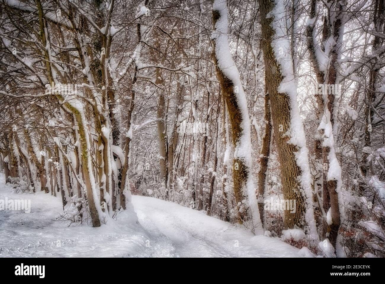 DE - BAVARIA: Woodland path 'Am Pfannenholz' at Bad Toelz Stock Photo