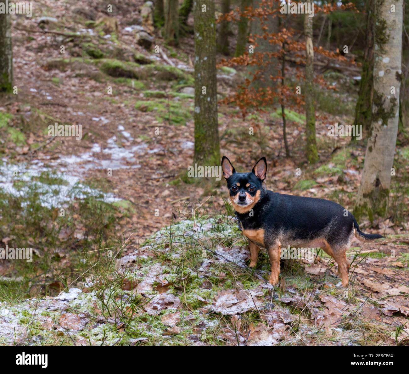 Small black and brown female Chihuahua looking at camera whilst out during forest walk Stock Photo