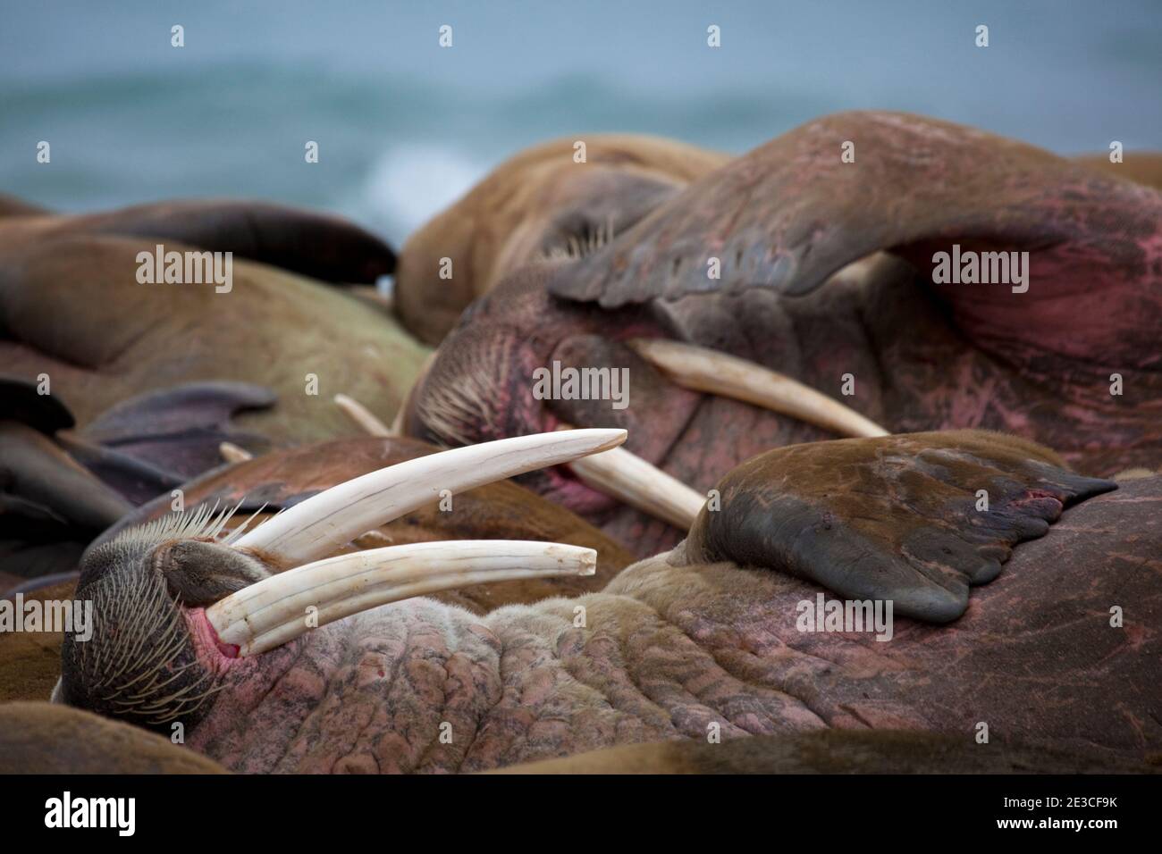 Walrus, Odobenus rosmarus at Poole-Pynten, Prins Karls Forland island, Svalbard. Stock Photo
