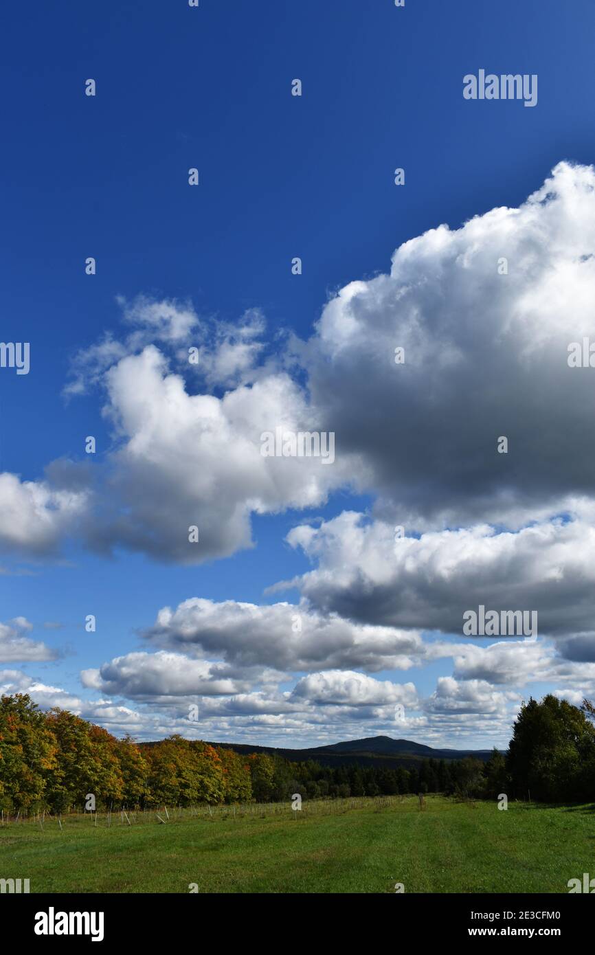Une érablière en été, SainteApolline, Québec Stock Photo Alamy