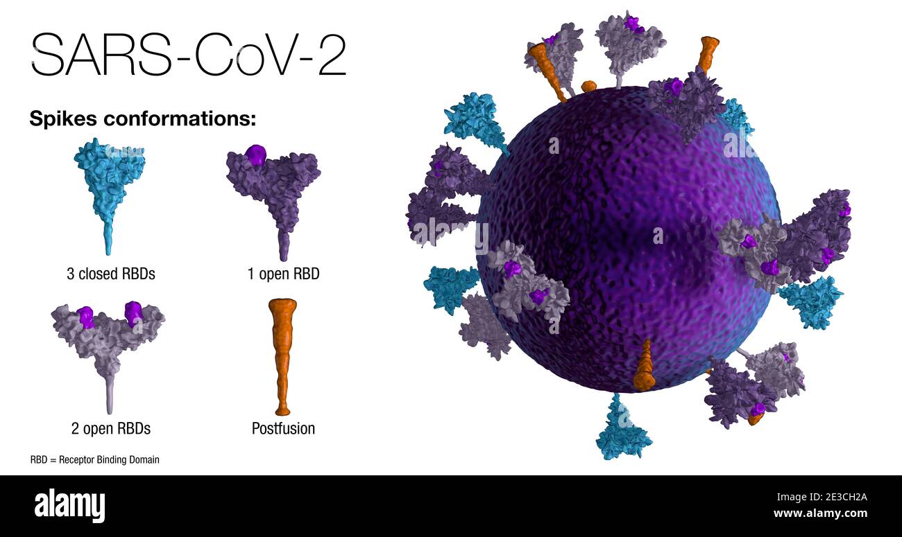 3D model of an authentic SARS-CoV-2 blue virus particle rotating 360 degrees, reveals positions, conformations and orientations of the purple spike pr Stock Photo