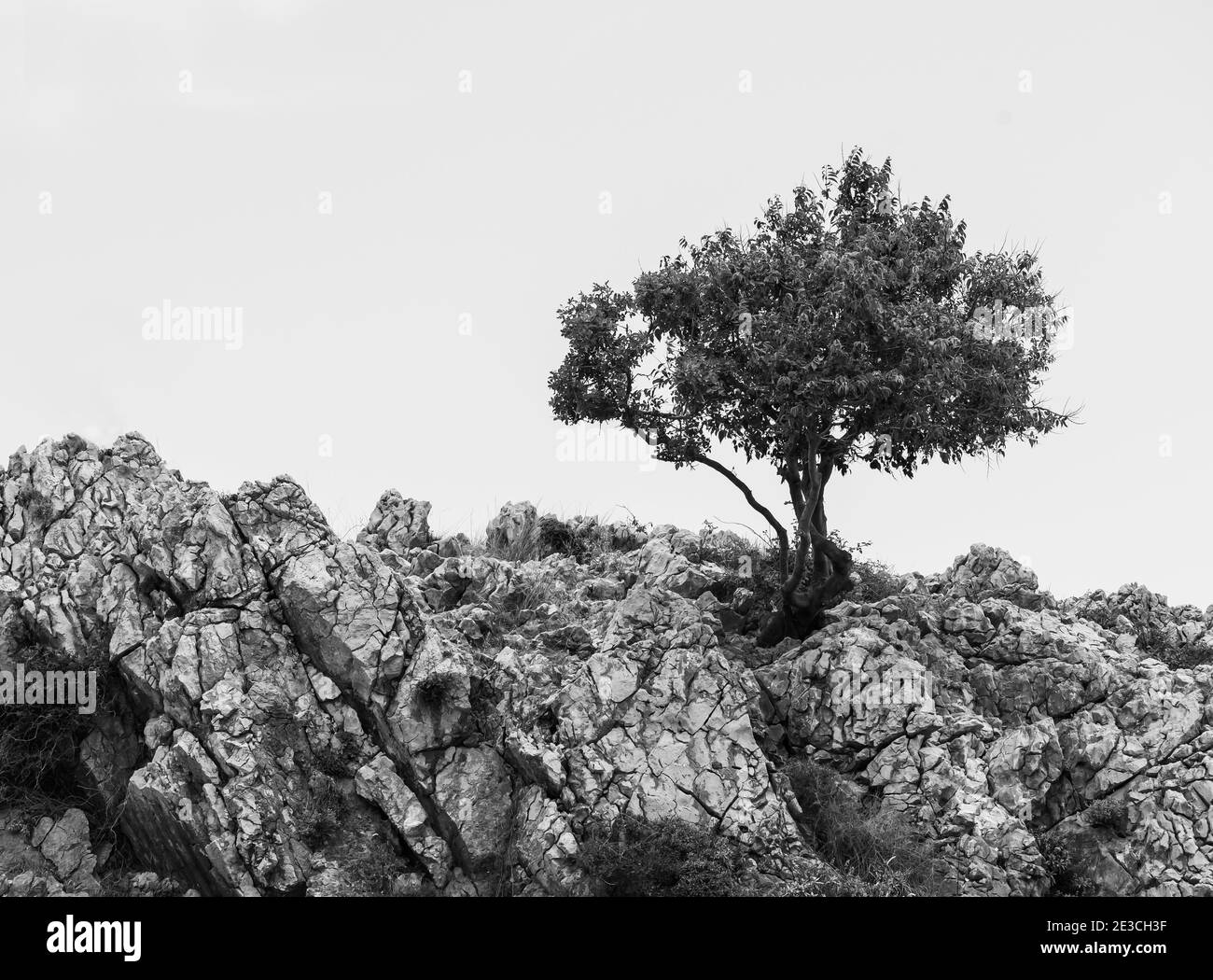 Lonely tree on cliff. Black and white Stock Photo - Alamy