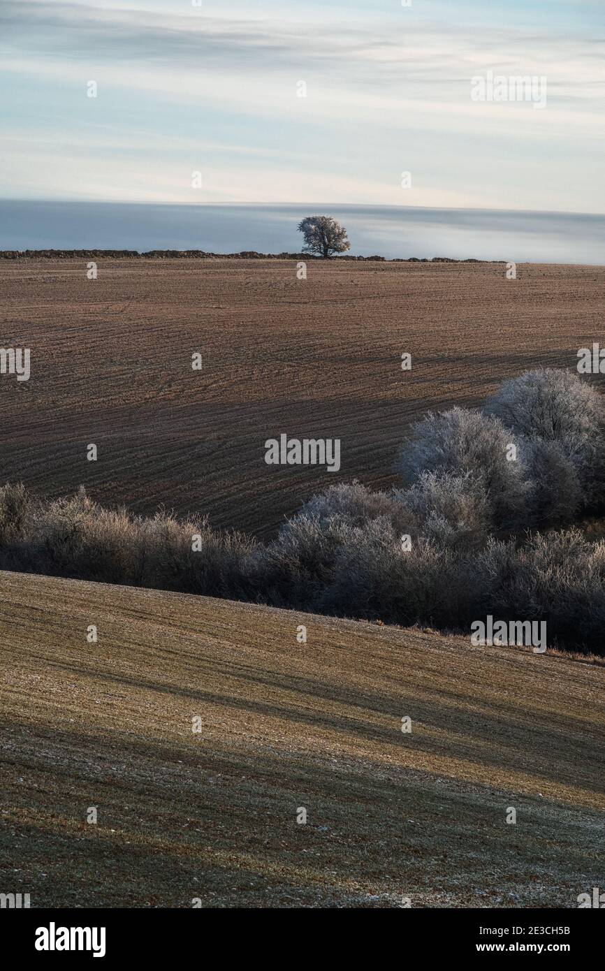 Frosty trees in the British Countryside Stock Photo