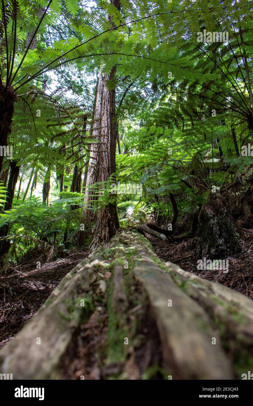 Vertical shot of a tropical forest with high green trees in a daytime ...