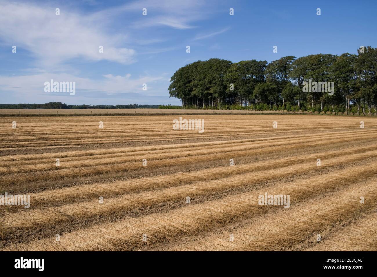Cultivation of flax in Normandy. Flax retting (in order to release the soft outer fibres from the stems for spinning, the inner wooden core must be re Stock Photo