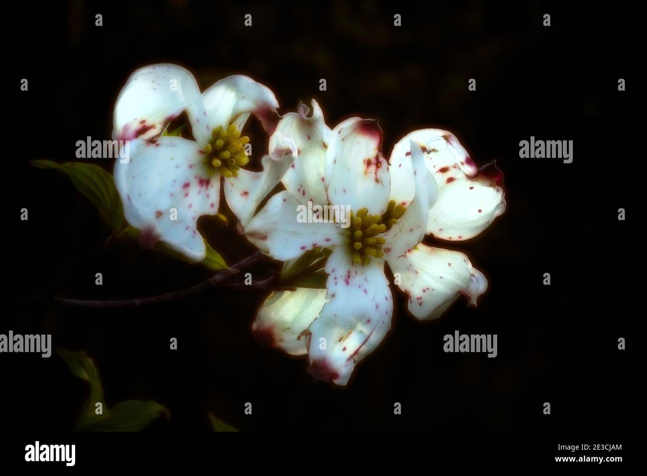 A pair of florida dogwood flowers that are near the end of their bloom cycle.  The background is black and fairly evenly lit. Stock Photo