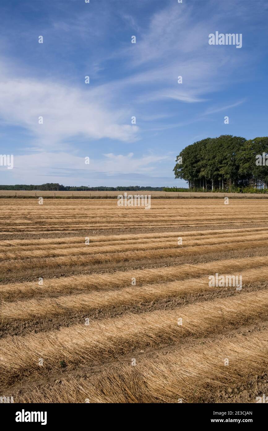 Cultivation of flax in Normandy. Flax retting (in order to release the soft outer fibres from the stems for spinning, the inner wooden core must be re Stock Photo