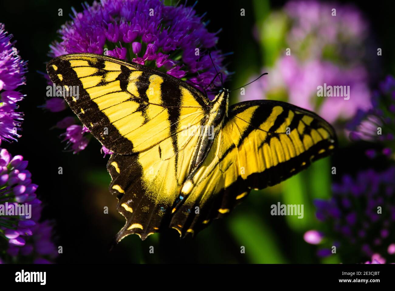 A swallowtail butterfly gets nectar from a purple allium flower. Stock Photo